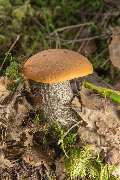 Liten orange-cap karljohansvamp — Stockfoto