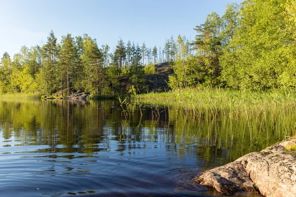 Lago del bosque — Foto de Stock