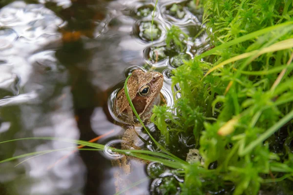 Toad zit in een stroom — Stockfoto