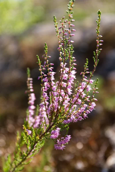 Gren av Ljung — Stockfoto