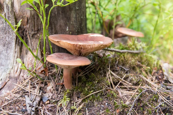 Lactarius rufus mushrooms — Stock Photo, Image