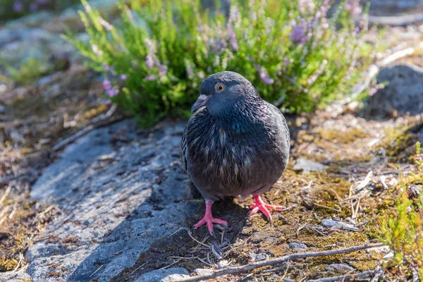 Pigeon sur un rocher — Photo
