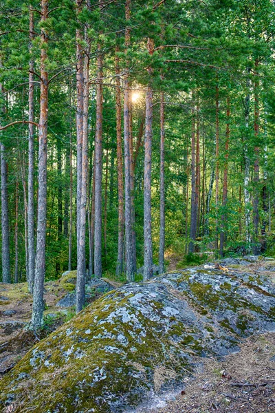 Landschap in het forest — Stockfoto