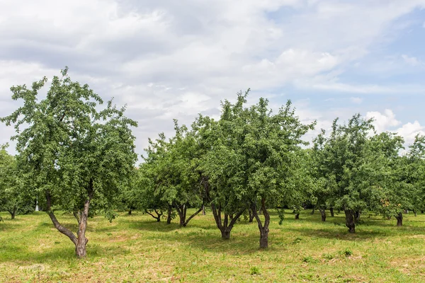 Huerto de manzanas en verano —  Fotos de Stock