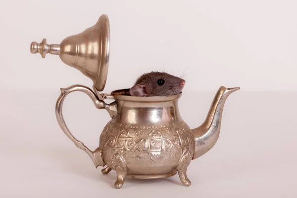 Baby Rat Teapot Close — Stock Photo, Image