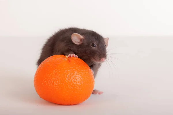 Retrato Rato Doméstico Preto Com Laranja — Fotografia de Stock