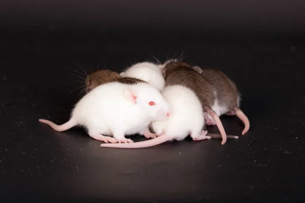 Bébés Rats Domestiques Sur Fond Noir — Photo