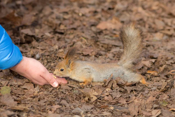 Eichhörnchen Nimmt Einem Menschen Nahrung Aus Der Handfläche — Stockfoto
