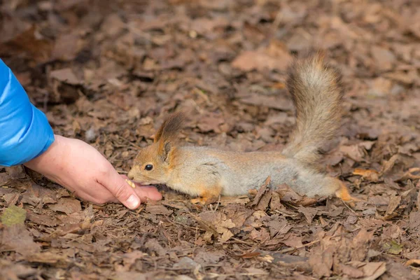 Ekorre Tar Mat Från Persons Handflata — Stockfoto