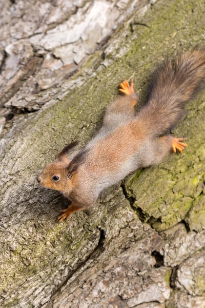 Ritratto Scoiattolo Tronco Albero — Foto Stock