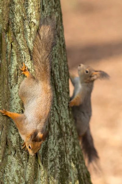 Two Squirrels Tree Trunk Park — Stock Photo, Image