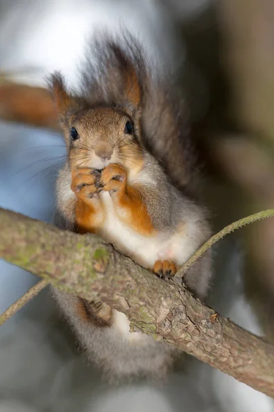가지에 다람쥐의 초상화 — 스톡 사진