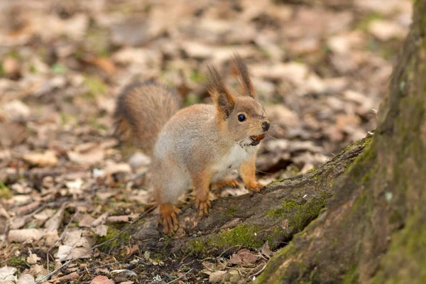 Retrato Una Ardilla Con Una Nuez Parque — Foto de Stock