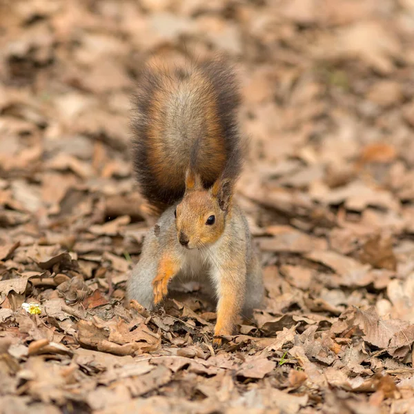 Porträt Eines Eichhörnchens Auf Trockenem Laub — Stockfoto
