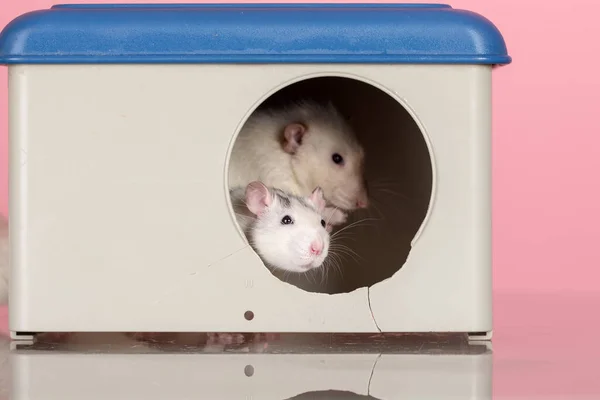 Домашние Крысы Доме Розовом Фоне — стоковое фото