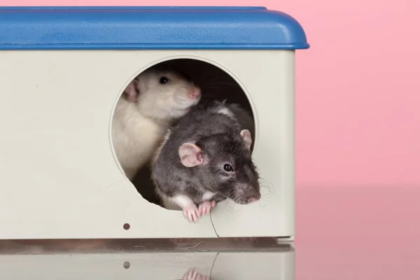Домашние Крысы Доме Розовом Фоне — стоковое фото