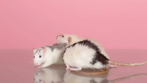 Retrato Estudio Ratas Domésticas Sobre Fondo Rosa — Foto de Stock