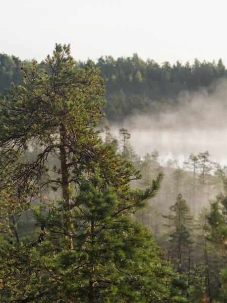 Mañana en el bosque — Foto de Stock