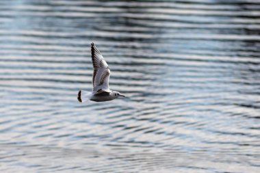 arka plan su üzerinde uçan martı