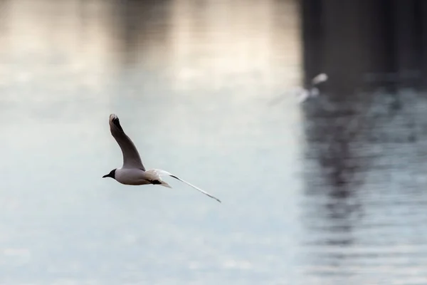Seagull Vlucht Een Achtergrond Van Water — Stockfoto
