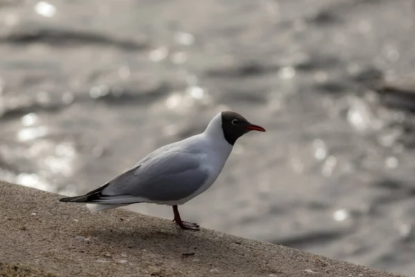 Portrait Seagull Water — Stock Photo, Image