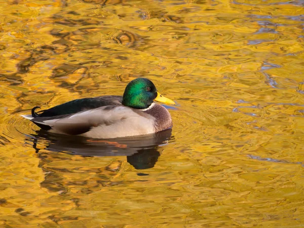 Eend Het Water Met Reflecties Van Gouden Bladeren Herfst — Stockfoto