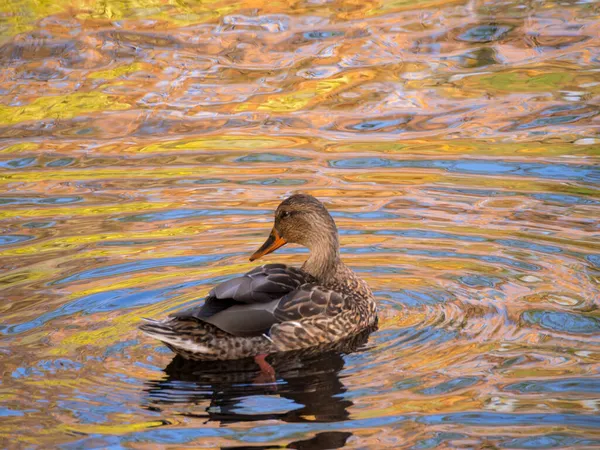 Pato Água Com Reflexos Folhagem Dourada Outono — Fotografia de Stock