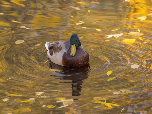 Pato Água Com Reflexos Folhagem Dourada Outono — Fotografia de Stock