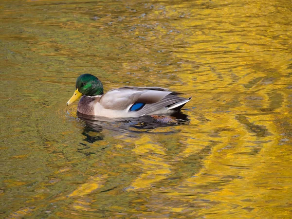 Ente Wasser Mit Reflexionen Von Goldenem Laub Herbst — Stockfoto