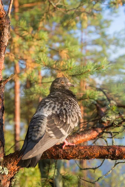 비둘기의 초상화 — 스톡 사진