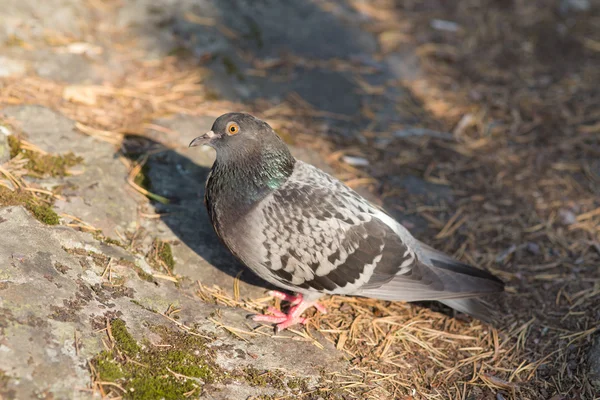 Pigeon assis sur un rocher — Photo