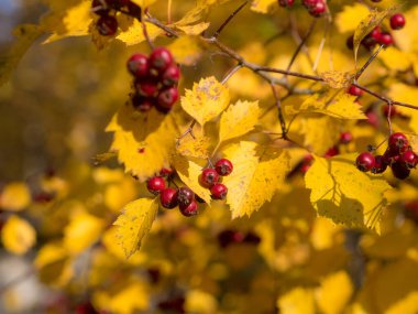 Sonbaharda olgun böğürtlen dalları