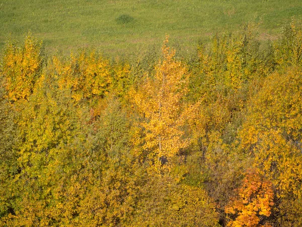 Outono Paisagem Com Árvores Com Folhagem Verde Amarela — Fotografia de Stock