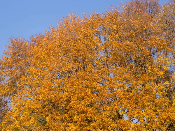 Feuillage Érable Jaune Contre Ciel Automne — Photo