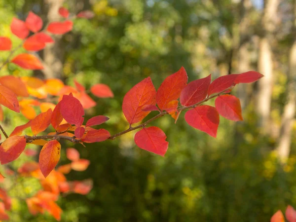 Branche Myrtille Avec Des Feuilles Rouges Premier Plan — Photo