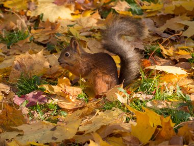 Sonbahar parkında sarı yapraklı bir sincap portresi.