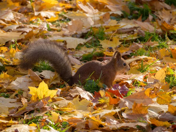 Portrét Veverky Podzimním Parku Žlutými Listy — Stock fotografie