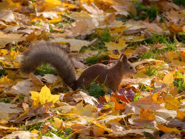 Retrato Una Ardilla Parque Otoño Con Hojas Amarillas — Foto de Stock