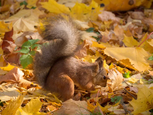 Porträt Eines Eichhörnchens Einem Herbstlichen Park Mit Gelben Blättern — Stockfoto