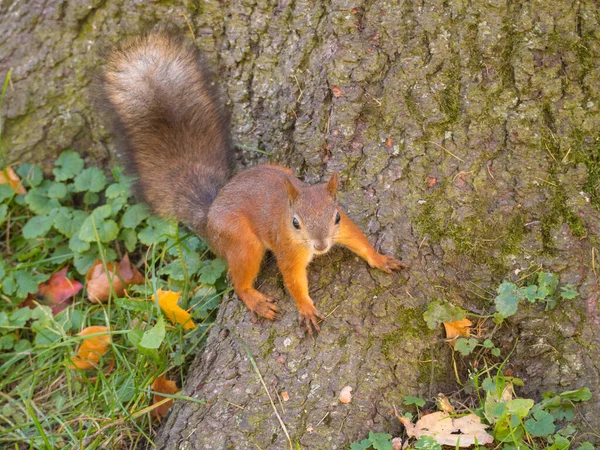 Porträt Eines Eichhörnchens Auf Einem Baumstamm — Stockfoto