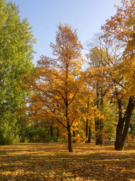 Paesaggio Con Quercia Parco Autunnale — Foto Stock