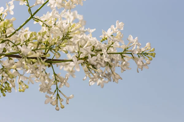 White lilac against the sky — Stock Photo, Image