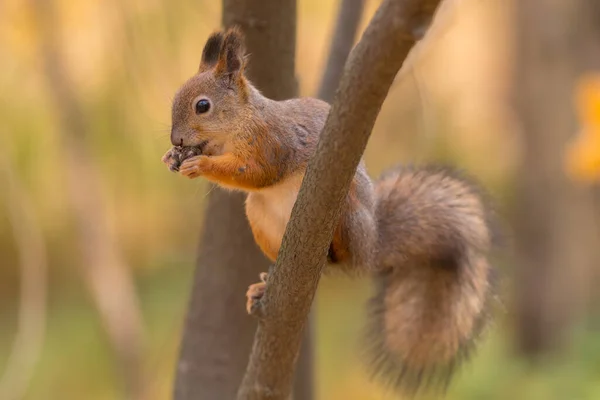 Retrato Esquilo Galho Árvore — Fotografia de Stock