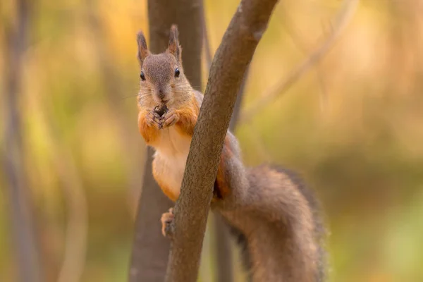 Portrait Squirrel Tree Branch — Stock Photo, Image