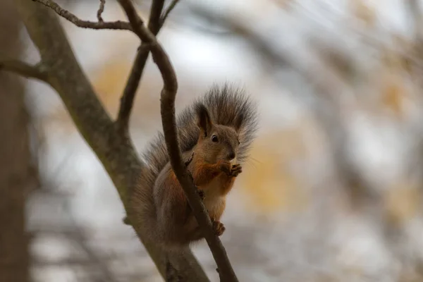 Ritratto Scoiattolo Ramo Albero — Foto Stock