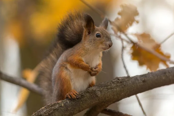 가지에 다람쥐의 초상화 — 스톡 사진