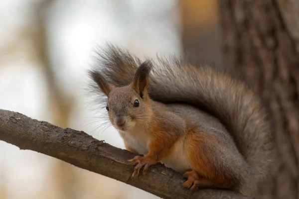 Portrait Squirrel Tree Branch Stock Image