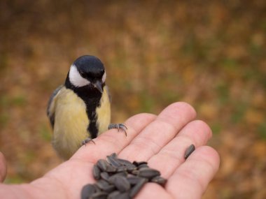 Meme faresi bir insanın avucundaki tohumları yer.