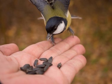 Meme faresi bir insanın avucundaki tohumları yer.