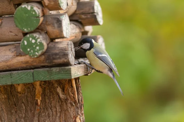 Titmouse Come Semillas Alimentador Madera — Foto de Stock